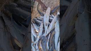 হাওরের দেশীয় বড় বড় আইর মাছ।। #fish #fishing #shorts #shortsvideo