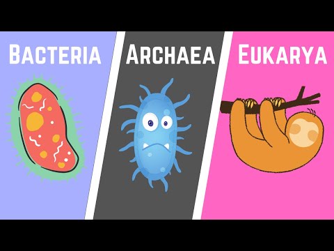 What is the domain of Kingdom Protista?