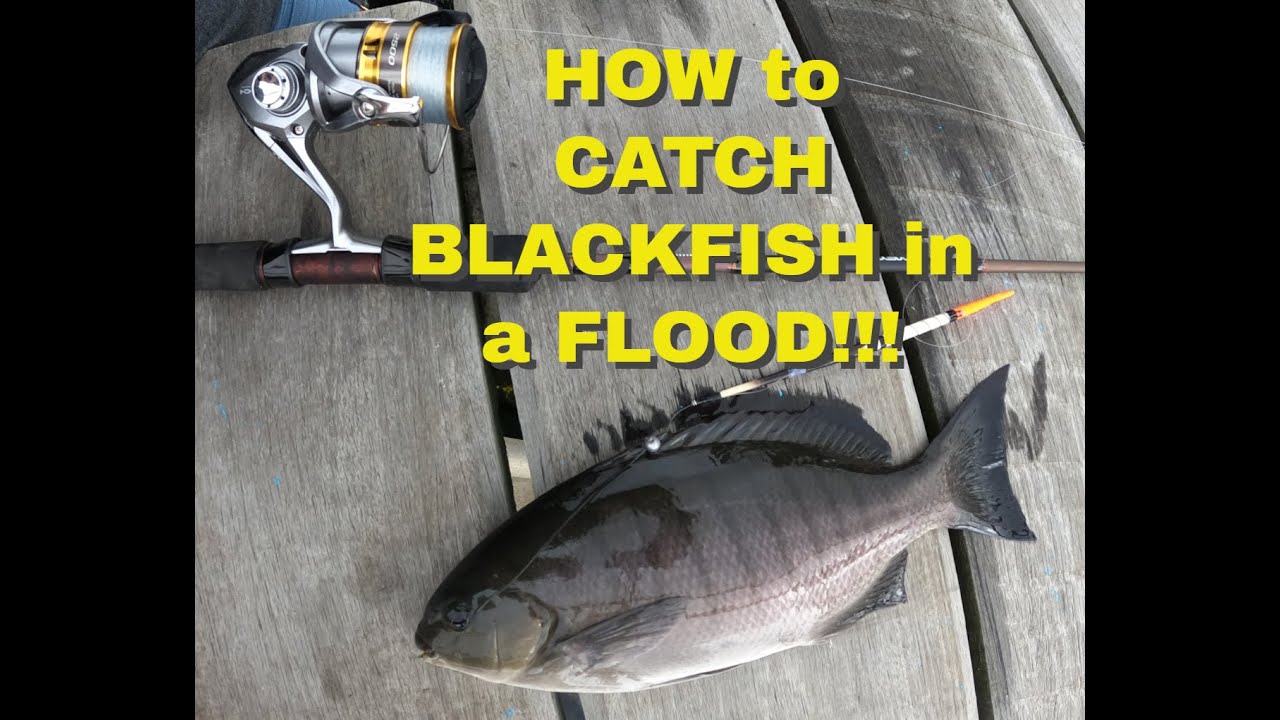 HOW TO CATCH BLACKFISH During A MASSIVE FLOOD!!!! Rob Taylor's Hot ...