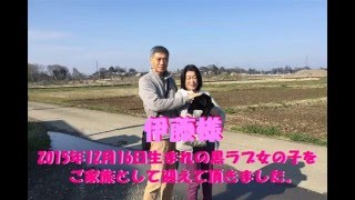 ブラックラブラドールレトリバー　子犬　社会性　埼玉県　【日本で唯一のチョコラブ・黒ラブ専門犬舎 Mother Planet Kennel】