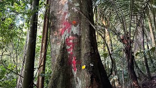 登山健行怡保万里望升旗山54山径