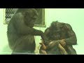 🎶ピナ、優しいパパとおばさんと。pina playing with a gentle dad and aunt チンパンジー obihiro zoo chimpanzee