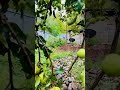 Green Apple garden, Kashmir in September 22