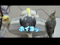 オカメインコ　扇風機に乗るオカメたち😟🥳😤