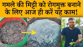 गमले की मिट्टी को रोगमुक्त कैसे करें | How To Make Potting Soil Disease Free | Soil solarization