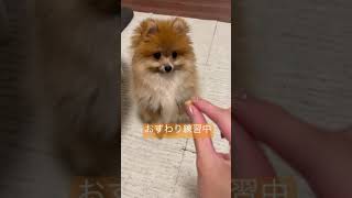 おすわり練習中です　#ポメラニアン #dog #犬 #いぬ