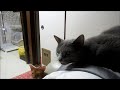 今日、1回目の喘息の咳、ロシアンブルーのロシ子。－h29.8.9－