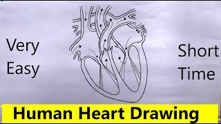 How to Draw a Human Heart | HERAT Drawing |  Easy & Short Time Drawing