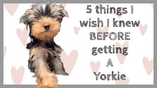 5 things I wish I knew BEFORE getting a Yorkie (Yorkshire Terrier) #yorkie #puppy #dog