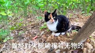 猫咪吃火腿肠#萌宠 #小动物们能有多治愈 #萌猫趣事