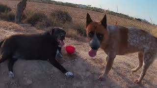 YUN -  martes de agosto, estamos pasando mucho calor,  KORA, MILA, LOLO, PONGO, y MAX