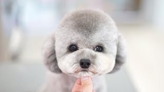 【4K】big round eyes are so cute！（Toy Poodle）