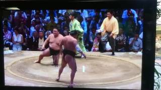 白鵬 14日目 取り組み sumo