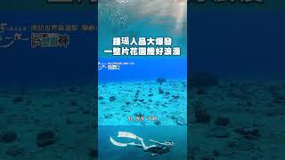 蘭嶼海下居然有一大片花園鰻！集體往同一個方向看也太萌了吧～｜上山下海過一夜之極島台灣 #shorts #鍾瑶 #蘭嶼 #潛水 #花園鰻 #海洋生物 #可愛