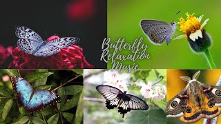 BUTTERFLY | BEST RELAXING MUSIC