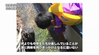 備前市日生地区アマモの種獲り