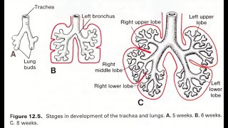 تکامل سیستم تنفس(جنین شناسی سیستم تنفس)