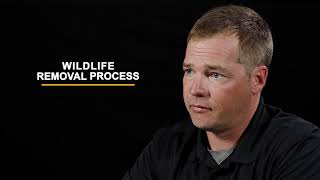 The Critter Control Process | Wildlife Removal \u0026 Control