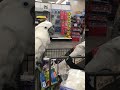 cockatoo shopatoo a quest for nuts and making new friends