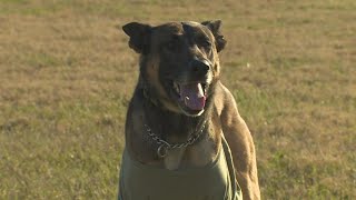 HPD K-9 Nate recovering after being stabbed by suspect