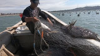 饅頭出海撞見難得的好家夥，往上一拉不對勁，底下還有更大的