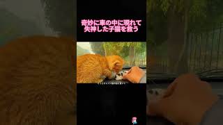 車の中に現れて失神した子猫を救う#野良猫#野良猫を救う