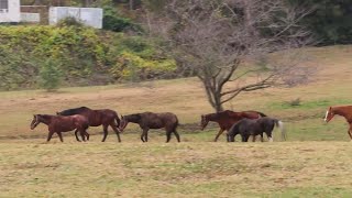 馬の社会は優しい、その２