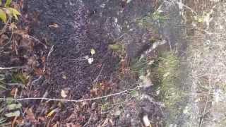 Millions of Groossss Tadpoles (Pollywogs) in your backyard