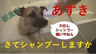 【超ビビリの元保護犬あずき】シャンプーと初めての肛門腺絞りに挑戦。予習と実習。出るのか・・出ないのか・・