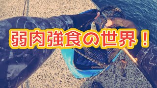 【和歌山釣り】アジングで釣れたアジを餌に大物を狙うもアクシデントが…【泳がせ釣りetc】