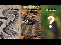 3 Most Deadliest Snakes in the world 🐍 | Hindi