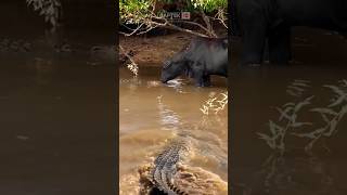 TAK DISANGKA!! BUAYA MONSTER MUNCUL DIHADAPAN SAPI #animals #foryou