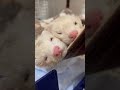 ぎゅうぎゅうで寝るフェレット shorts ferret cuteanimals