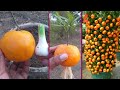 Easy way to grow orange trees with fresh garlic |