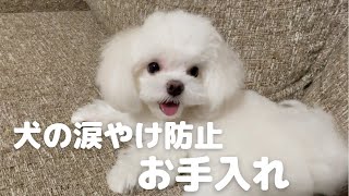 【犬の涙やけ防止】毎日のお手入れルーティーン（マルチーズ）