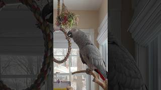 2 minutes with Symon the Talking Parrot🦜 #africangrey #birds #talkingparrot #cag #funny #cute #love