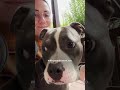 Tiny Rescue Pittie Was Too Scared To Walk | The Dodo