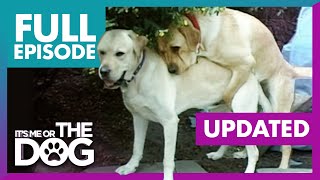 The Humping Labradors UPDATED | Full Episode + Commentary | It's Me or the Dog