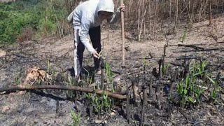 หาหน่อไม้ไฟไหม้บนภูเขามาแกงกิน/Bamboo shoots/ຫາໜໍ່ໄມ້ໄຟໄໝ້ມາແກງກິນ/จ่อยบ่าวลาว