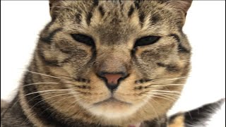 とっても眠そうな猫を愛でる動画。The cats looks sleepy.