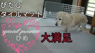 【タイルマット】２０２０年２０２１年ペットのミニチュアダックス犬がヘルニアになり改善するために試行錯誤する物語です　今回はタイルマット、商品説明、紹介の動画です