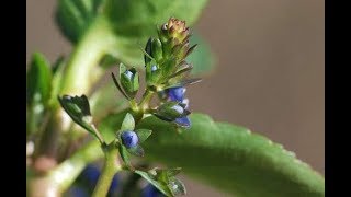 Health Benefits and uses of Brooklime