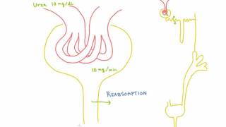 Reabsorption and Secretion of Substances in the Kidney