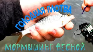 МОРМЫШИНГ РЫБАЛКА ВЕСНОЙ ГОЛОДНАЯ ПЛОТВА DAYO PRESTIGE 198