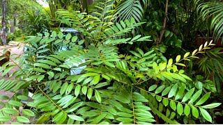 Simarouba glauca/ Laxmi Taru how to repot. लक्ष्मी तरू की रीपोटिंग कैसे करें