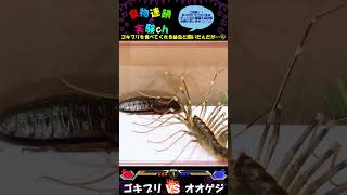 【閲覧注意】ゲジゲジはゴキブリを食べてくれる益虫と聞いたんだが…💦　⚔オオゲジｖｓデュビア⚔　＜生物観察　昆虫バトル　捕食　給餌　飼育　奇蟲＞#shorts