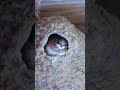 Baby barn swallow waits for its mother.