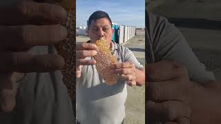 Would you eat wild honeycomb?