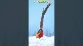 Golden Pheasant - A Charming Bird