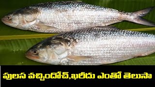 పులస వచ్చిందోచ్,ఖరీదెంతో  తెలుసా #kknewstelugu #rajahmundry #pulasa #godavaririver #godavariruchulu